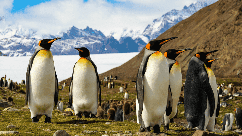 King penguins south georgia