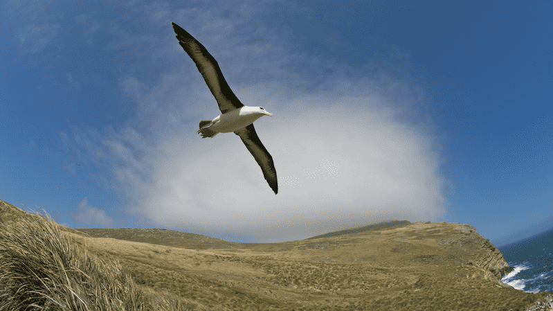 albatross flying in the sky