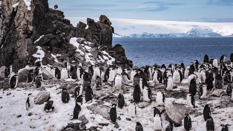 chinstrap penguins Liam Neal