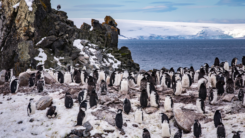 Chinstrap penguins in Antarctica