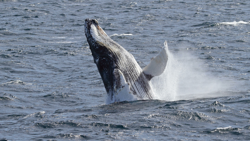 Humpback whale in Antarctica