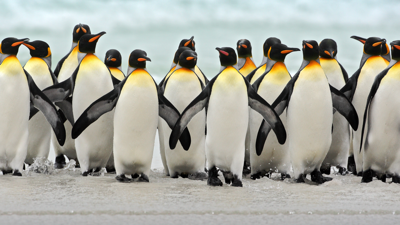 King penguins in South Georgia