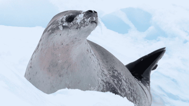 leopard seal in snow