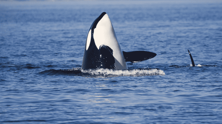 Orca breaching the water