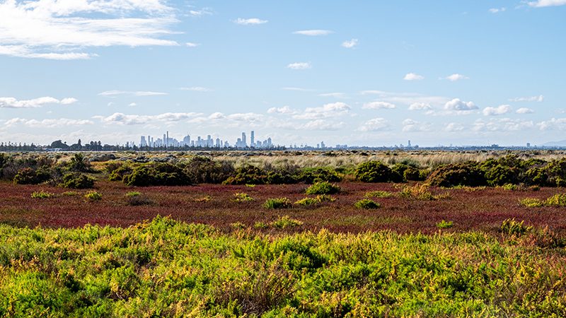 Hobsons Bay Saltmarsh