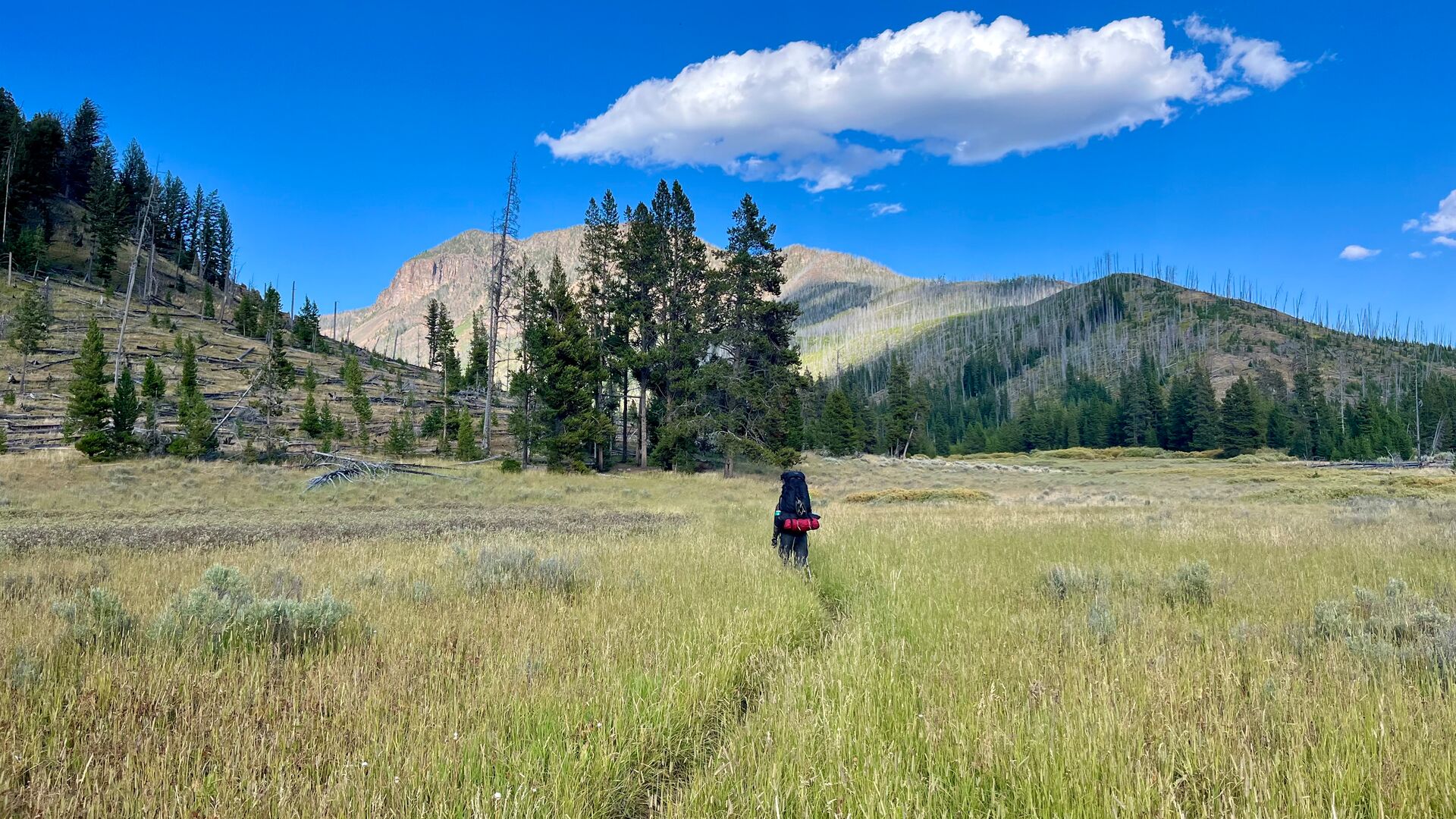 A lone traveller walks through the grass in Yellowstone on a blue-sky day with mountains on the horizon.