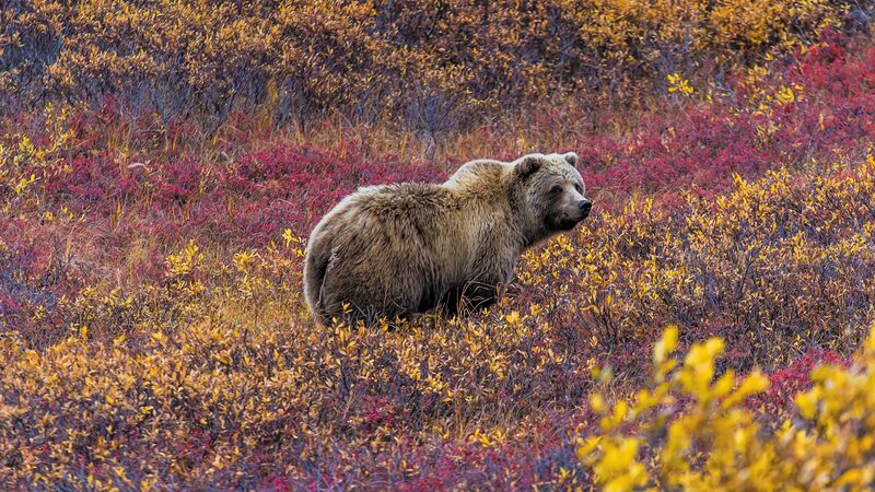 Things to do in Denali National Park: best attractions and tours