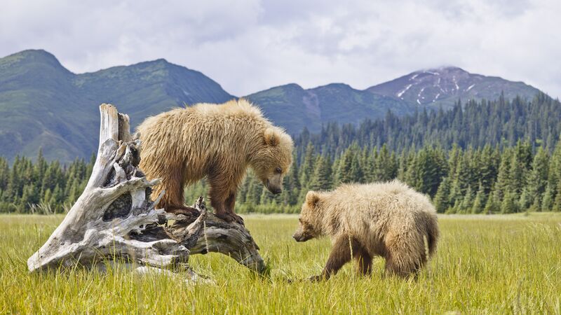 Two bears playing in Denali National Park