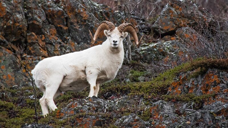 A Dall sheep in Denali National Park