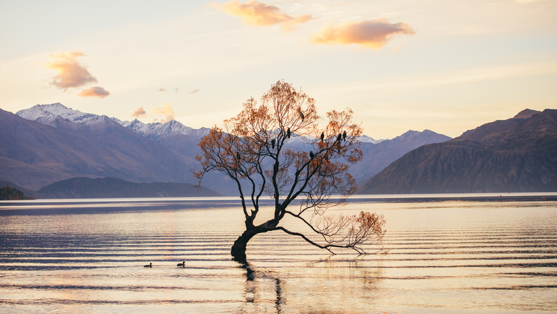 That Wanaka Tree in Lake Wanaka