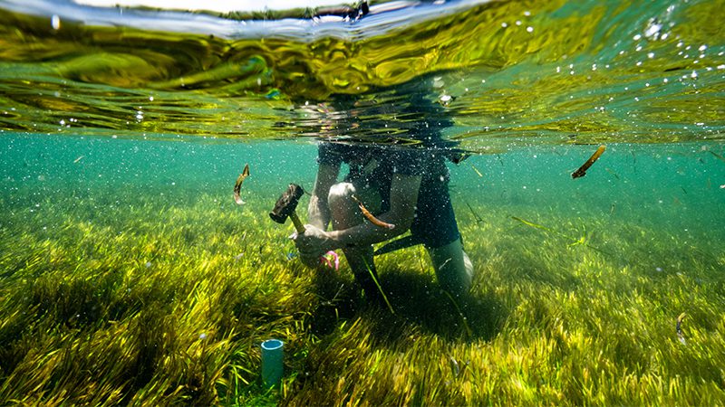 Blue Carbon Lab working with seagrass