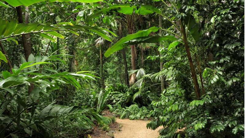 cairns botanical gardens