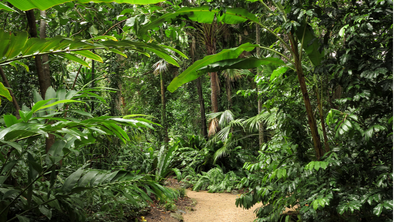A walkway leading deeper into the Cairns Botanical Gardens surrounded by leafy greens and tall trees.