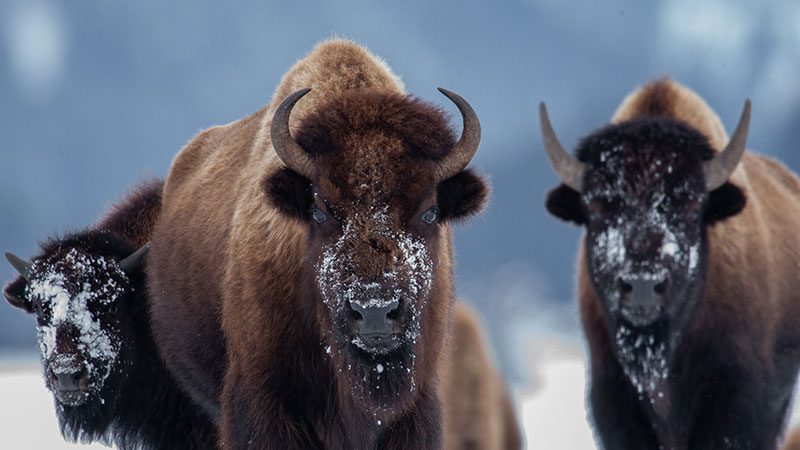 A herd of bison dusted with snow in Lamar Valley