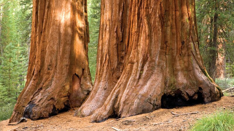 Giant sequoia trees in Yosemite National Park