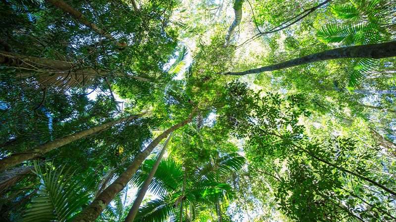 Native bushland in Queenland, Australia 