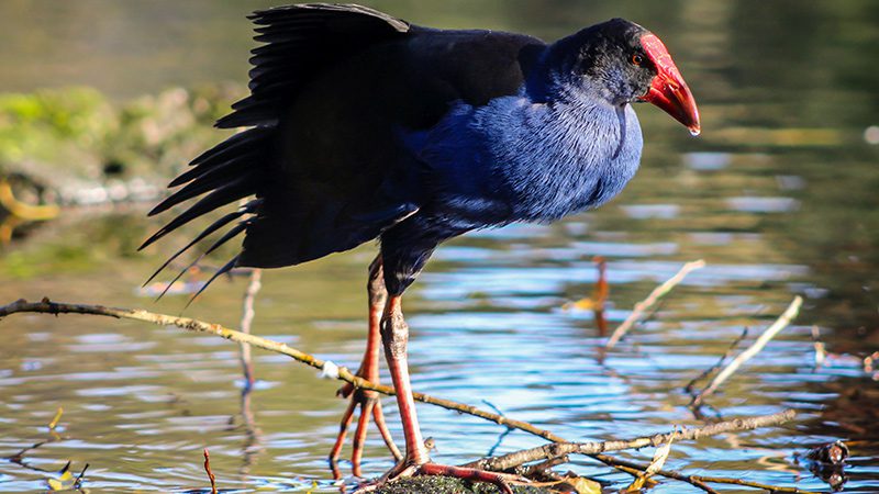 Endangered Takahe bird at the Willowbank Wildlife Reserve in Christchurch.