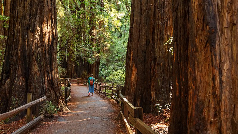 A woman walking through the Muir Woods in San Francisco.