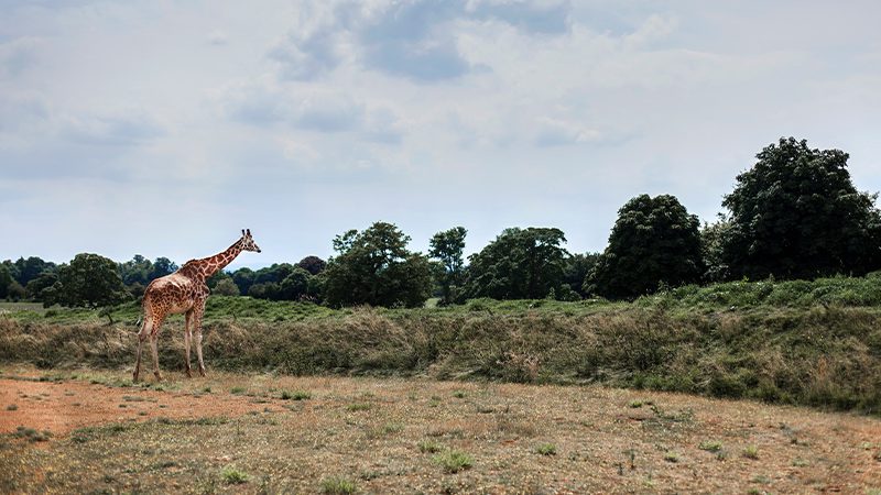 A giraffe in the Cotswold Wildlife Park in the Cotswolds.