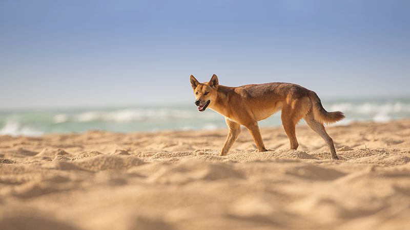 A wild dingo on Fraser Island