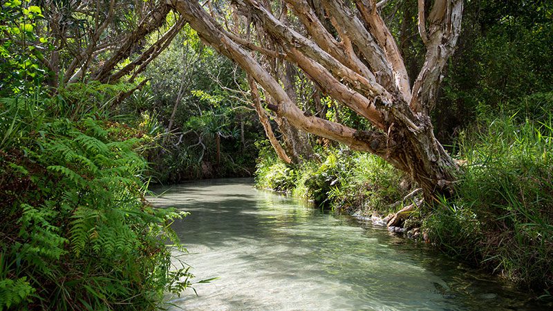 Eli Creek