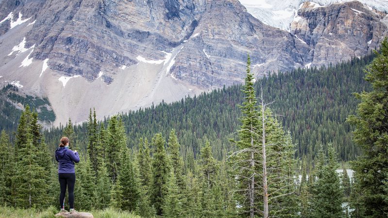 Forest in Canada