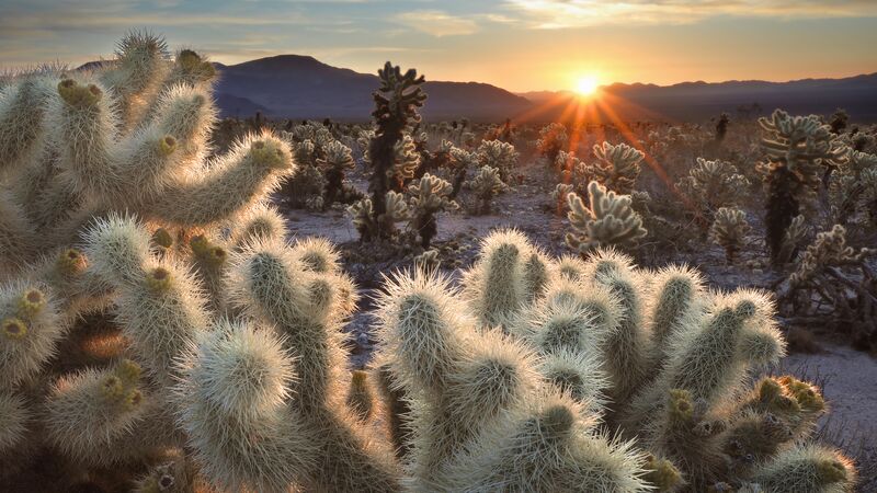 Chollas cactus in the Joshua Tree National Park at sunset in California.