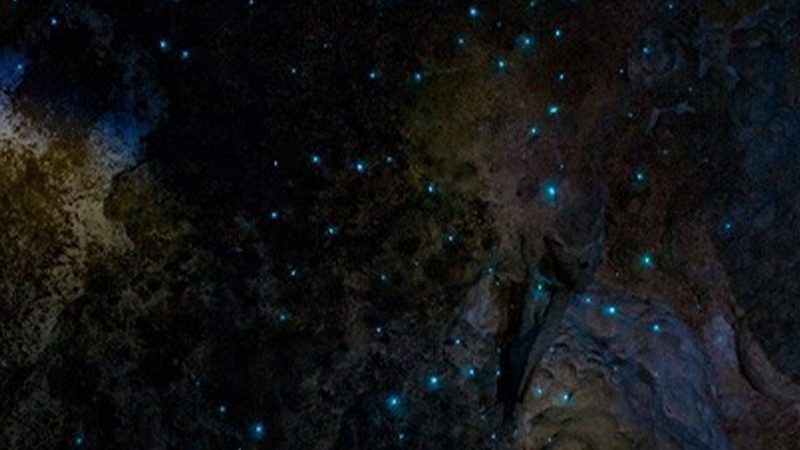 An interior shot of the glow worms in the Kawiti Caves, Bay of Islands.