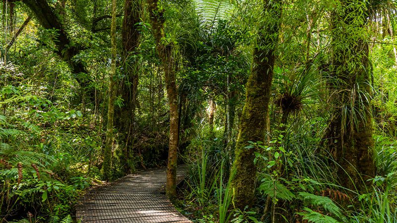 A boardwalk leading into the lush greenery of the Waipoua Forest in the Bay of Islands.