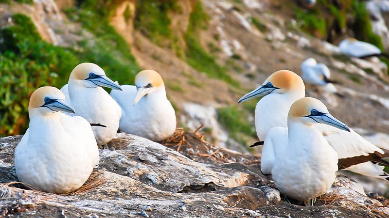 Gannet colony