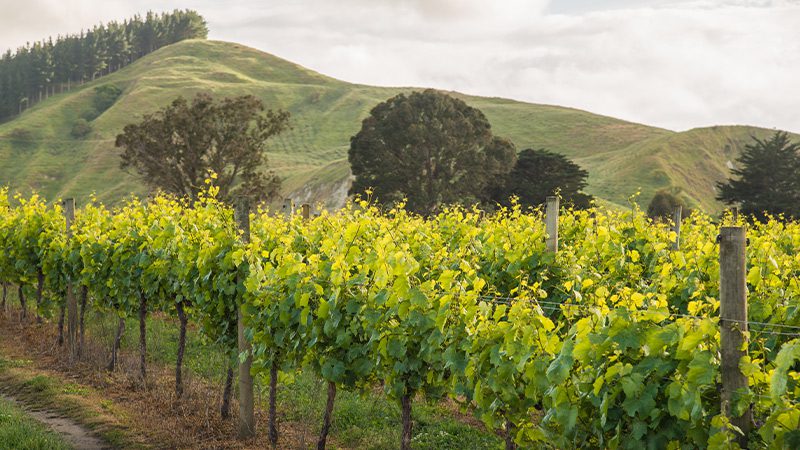 Hawkes Bay vineyard