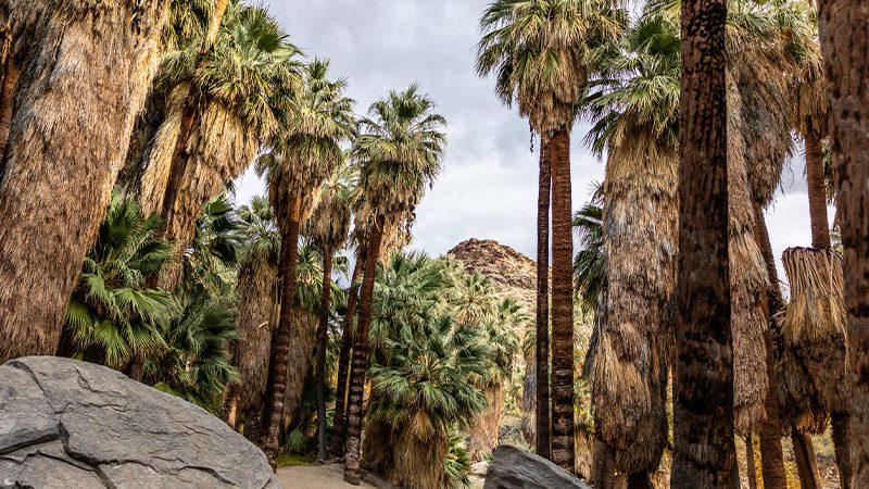 A lush collection of palm trees at Indian Canyons, California. 