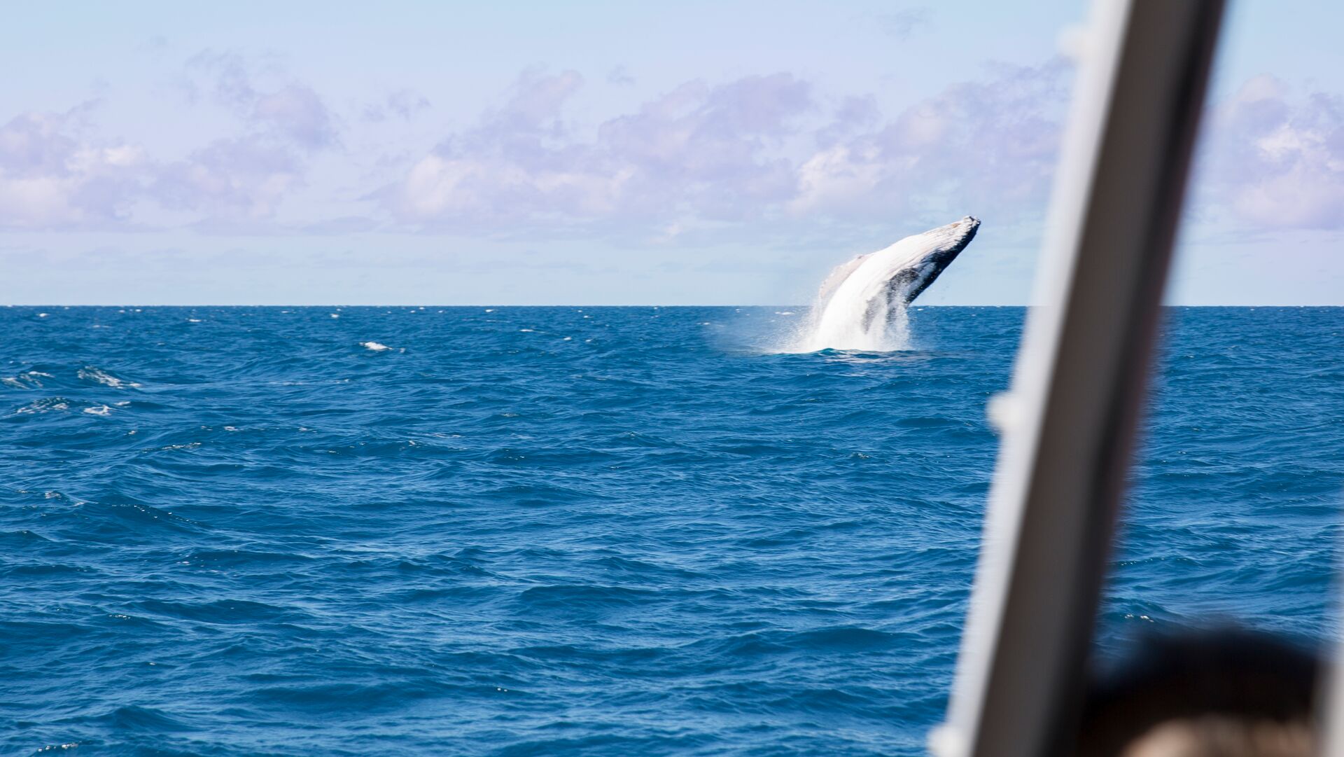 A humpback whale breaches the waters off the Whitsunday Islands.