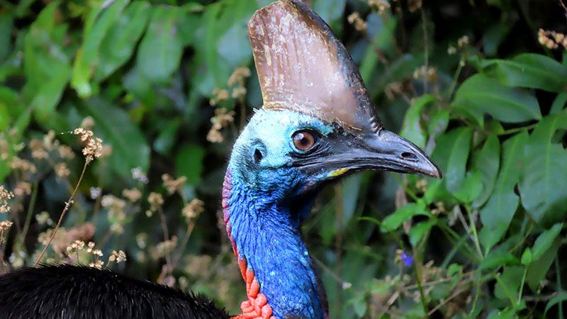 Cassowary