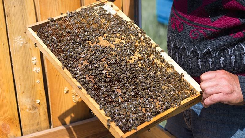 A beekeeper handling a bee tray