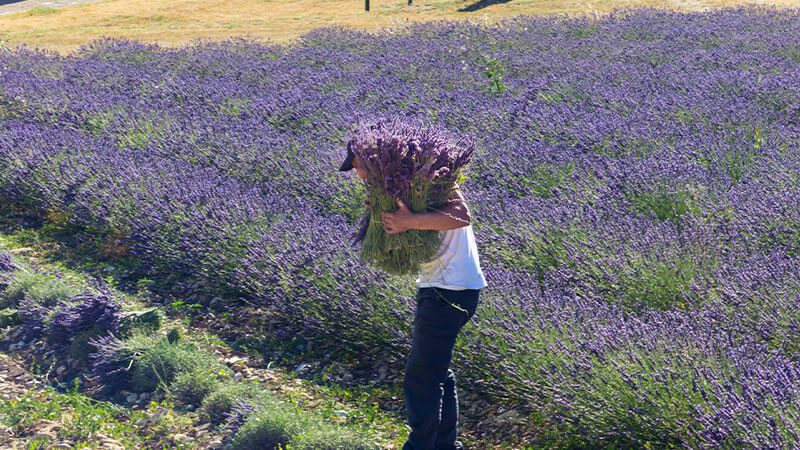 A farmer harvesting lavender