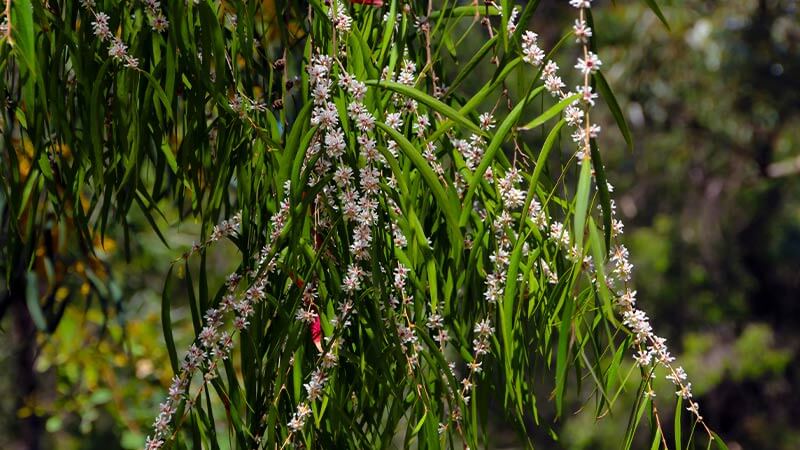 A plant used in Noongar bush medicine and recipes