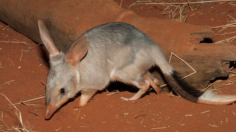 A foraging bilby foraging in Arnhem Land, NT.