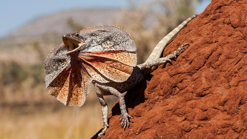 Frilled neck lizard on a rock in Arnhem Land, NT.
