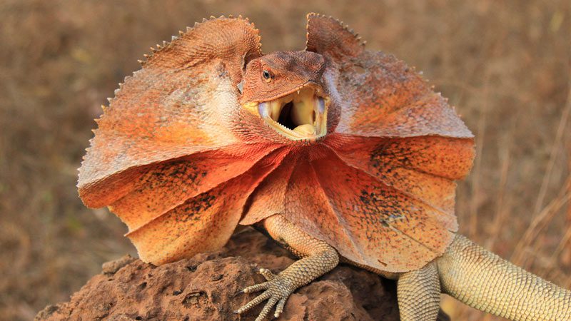 Frilled lizard in Arnhem Land, NT.