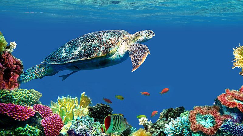 Hawksbill turtle surfing on a coral reef off Arnhem Land, NT.