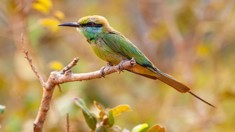 A rainbow bee-eater sitting on a tree branch in Arnhem Land, NT.