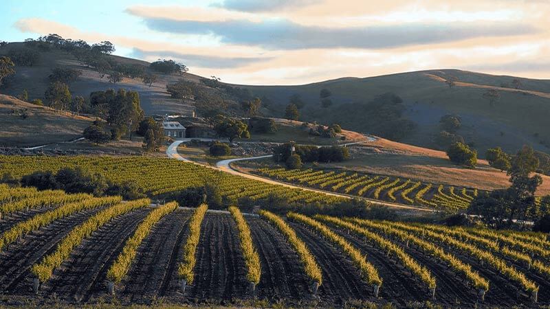 A scenic view of the vineyards at Bethany Wines