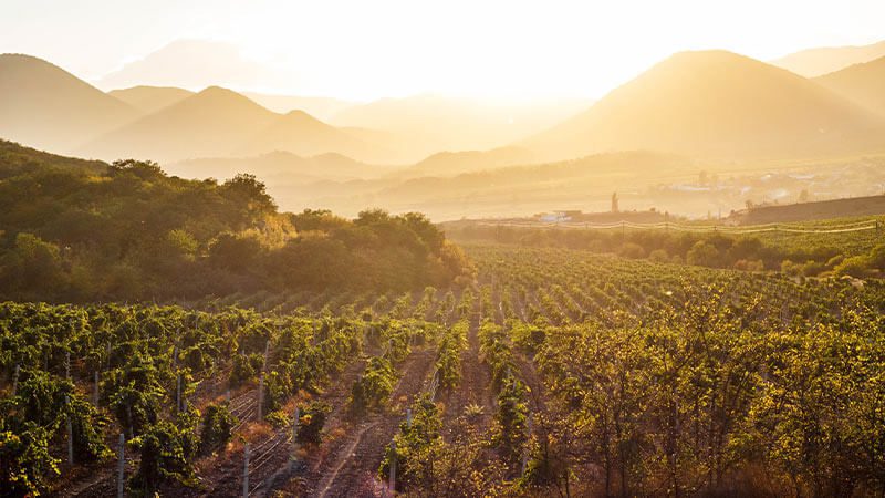 Sunset over the vineyards in Barossa Valley