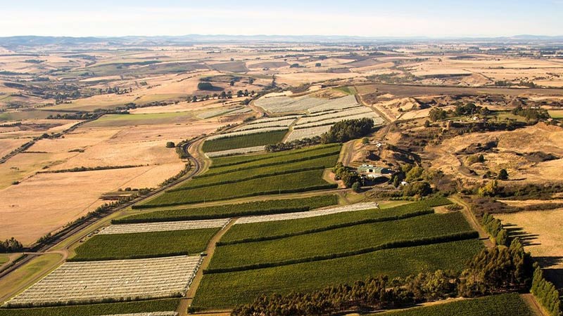 Aerial shot of the vineyards at Josef Chromy Wines in Launceston, Tasmania. 