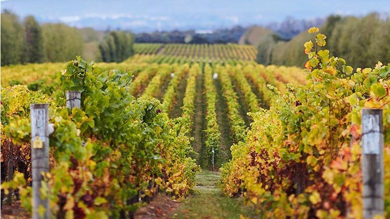 The vineyards at Tamar Ridge Winery in Launceston, Tasmania.
