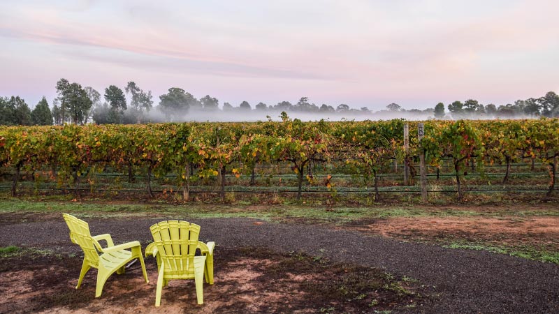 Vineyards in Rutherglen