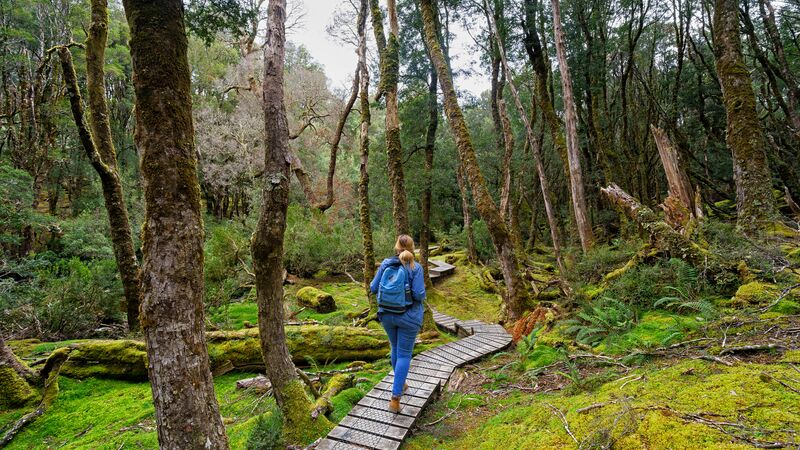 Traveller walking along the Enchanted Walk in Cradle Mountain.