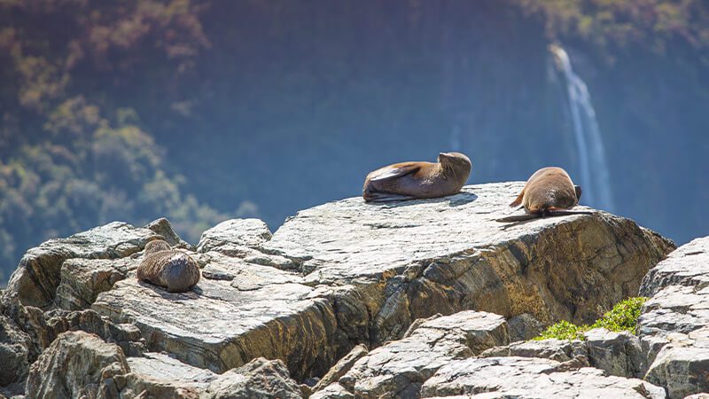 A colony of fur seals rests on the rocks in Milford Sound
