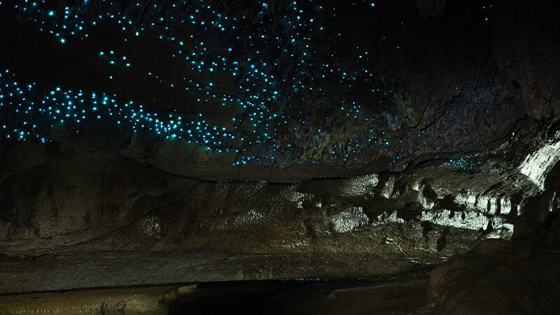 Glow worms lighting up Te Anau Caves